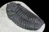 Austerops Trilobite - Ofaten, Morocco #75485-3